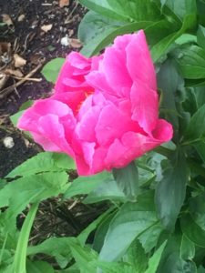 An image of a blooming pink flower.