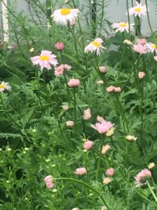 An image of many pink flowers.