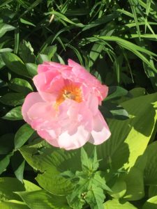 An image of a fully bloomed flower.