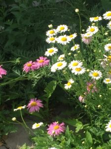 Pink and white flowers.